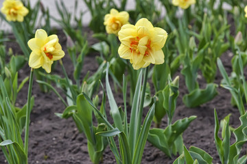 Fototapeta premium A close-up of a flowering plant - a yellow terry daffodil. 