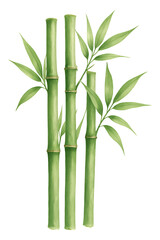 Watercolor Bamboo Art high quality realistic image.