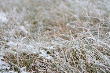 Frozen iced tree branches and leaves during foggy cold day. Macro closeup view. Icy twigs, grass covered by snow against winter forest. Plants in the wood at wet frosty weather. Nature landscape video