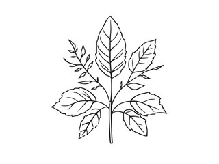 Oleander Minimal Outline Drawing Illustration