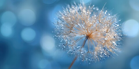 The Dandelion Seed Head Glowing With Dew Drops Against A Blue Bokeh Background