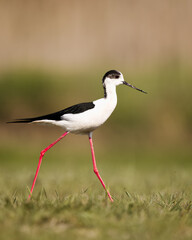 Wildlife animal