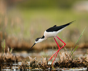 Wildlife animal