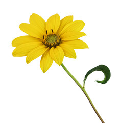 Beautiful small yellow sunflower in side view, isolated on white background, including clipping path.