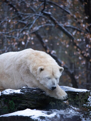 Polar bear lying in the snow