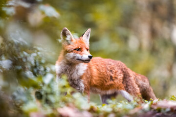 Wildlife animal