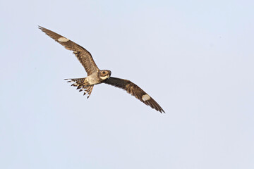 A common nighthawk (Chordeiles minor) in flight