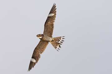 A common nighthawk (Chordeiles minor) in flight
