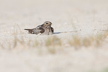 A common nighthawk (Chordeiles minor) resting on the ground.