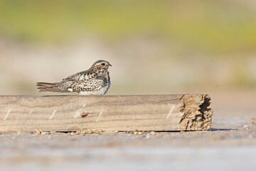 A common nighthawk (Chordeiles minor) resting on the ground.