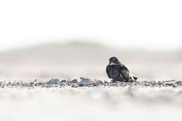 A common nighthawk (Chordeiles minor) resting on the ground.