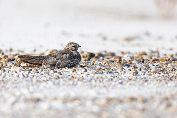 A common nighthawk (Chordeiles minor) resting on the ground.