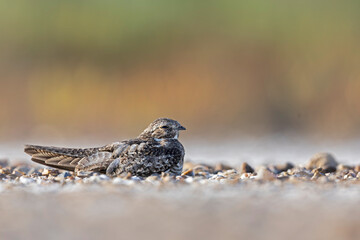A common nighthawk (Chordeiles minor) resting on the ground.