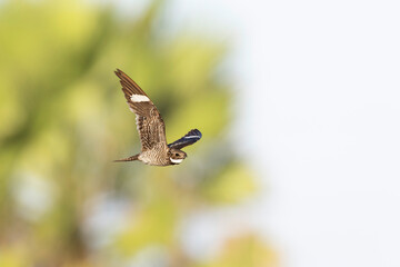 A common nighthawk (Chordeiles minor) in flight