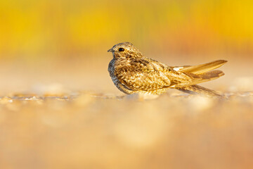 A common nighthawk (Chordeiles minor) resting on the ground.