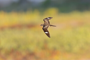 A common nighthawk (Chordeiles minor) resting on the ground.
