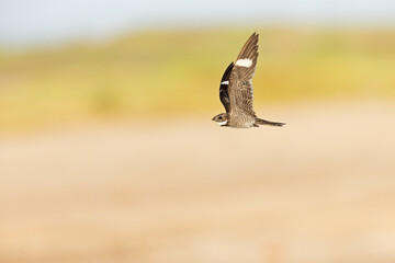 A common nighthawk (Chordeiles minor) in flight