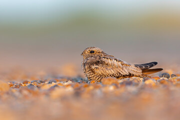 A common nighthawk (Chordeiles minor) resting on the ground.