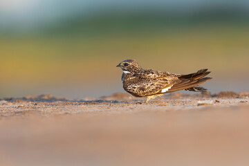A common nighthawk (Chordeiles minor) resting on the ground.
