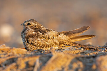 A common nighthawk (Chordeiles minor) resting on the ground.
