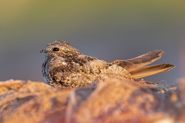 A common nighthawk (Chordeiles minor) resting on the ground.