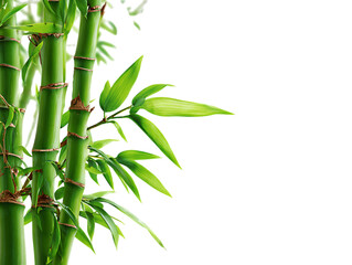 Bamboo leaves and stalks on white