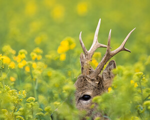 Wildlife animal