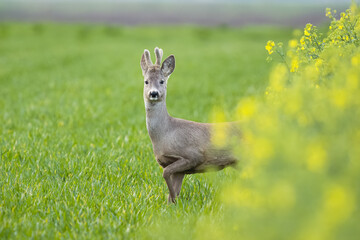 Wildlife animal