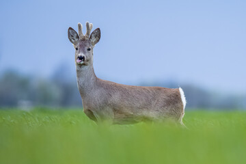 Wildlife animal