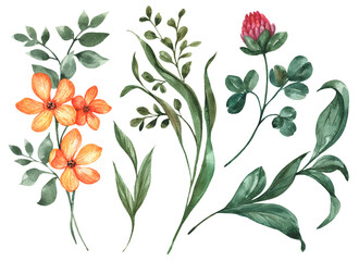Set of watercolor flowers and leaves, hand drawn illustration, floral elements isolated on a white background. © Gannie