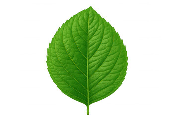 Vivid green leaf revealing delicate venation pattern, showcasing natural botanical detail against transparent background