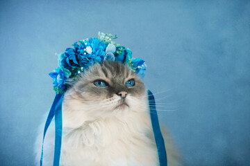 Porträt einer Ragdoll Katze mit Blumenkränzchen