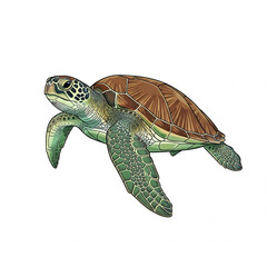 turtle on a white background