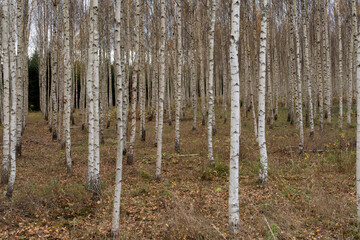 Obraz premium birch forest in autumn