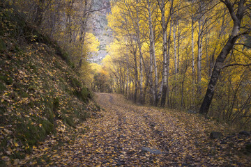 Golden Autumn Leaves Blanket the Path in Vall Fosca, Catalonia