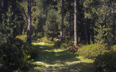 Discover the Serene Beauty of Guils in Cerdanya's Lush Catalonian Forest