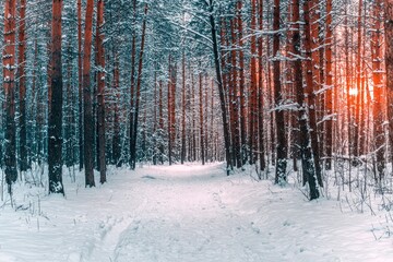 Snowy winter forest path at sunset