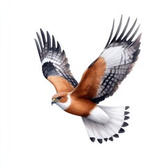 Fototapeta premium Majestic Hawk in Flight with Detailed Feather Patterns and Natural Colors