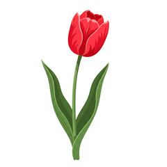 bouquet of red tulips