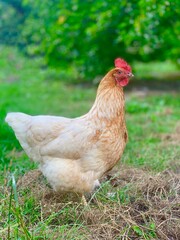 chicken on the faymyard. Rural countryside scene with domestic poultry outdoors on green grass.