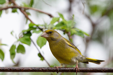 European Greenfinch, Chloris chloris, Male Perched on Wire Close-up. Spring Summer Season. Romania Wildlife in Natural Habitat