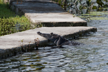 Morelet's Crocodile climbing out of river water onto concrete platform., 