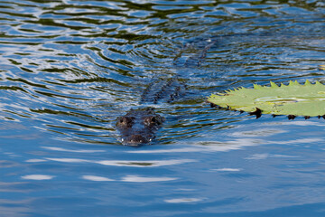 Crocodile swimming at water surface.