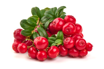 Lingonberry Vaccinium vitisidaea cluster, isolated on white background.
