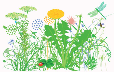 Pflanzen Kräuter und Blumenwiese,  illustration