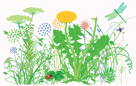 Pflanzen Kr&auml;uter und Blumenwiese,  illustration