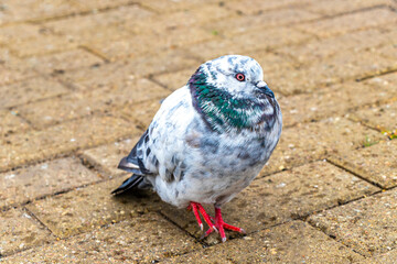 Pigeon pigeons bird birds in the city in Minsk Belarus.