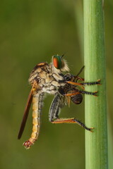 Robber fly with prey on a leaf