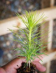 pine seedling in hand.