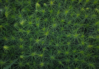 Background of young pine seedlings top view. Pine seedlings.